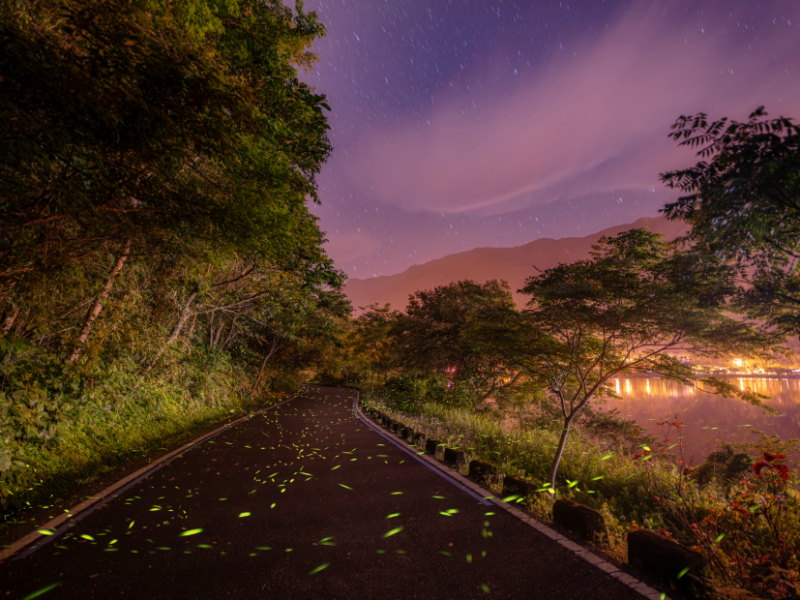 預約地上的銀河！2026「鯉魚潭賞螢季」趣看火金姑 4/10閃耀登場 3/23起開放報名